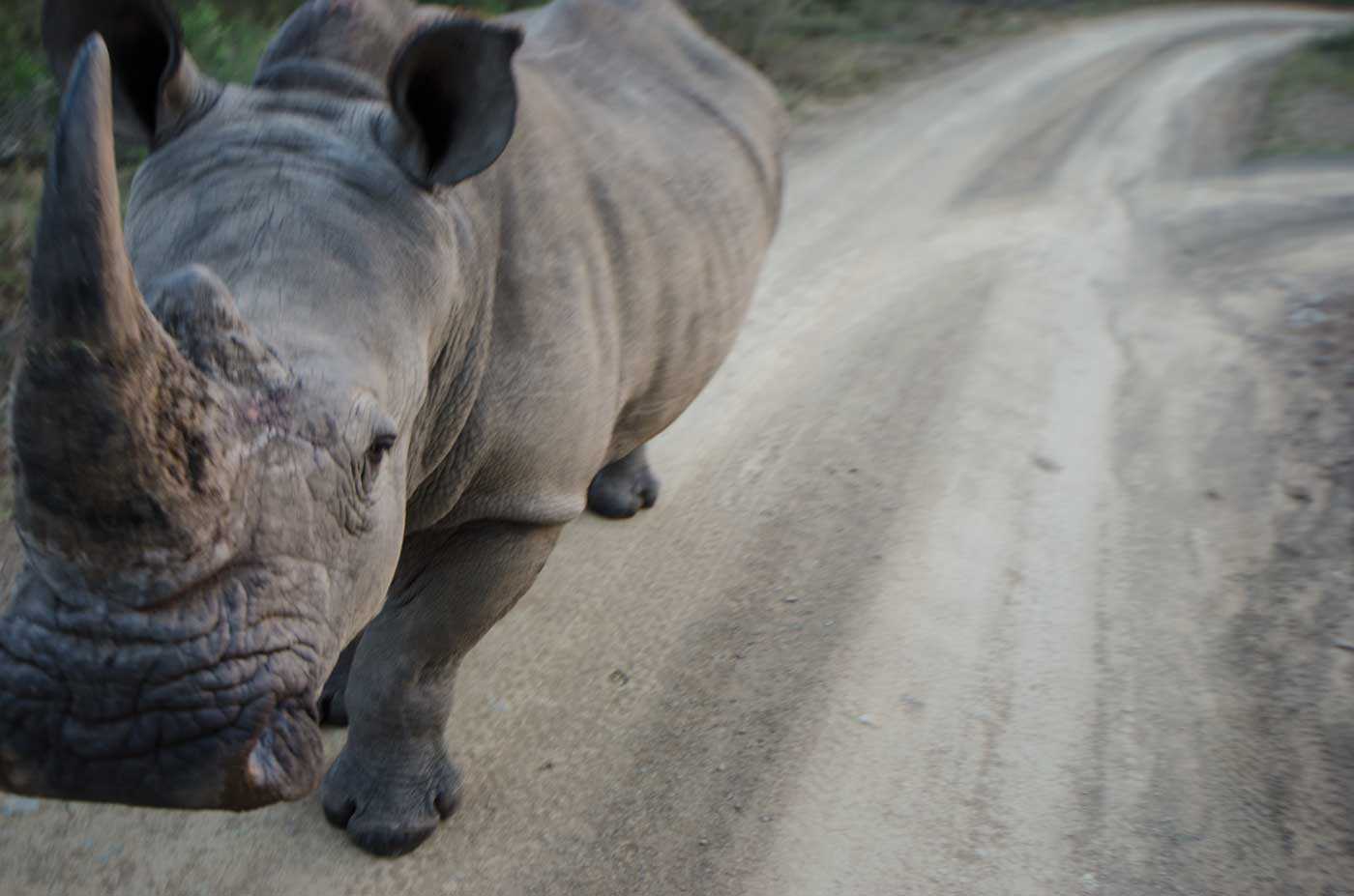 Thabo, a white rhino at Thula Thula Game Reserve